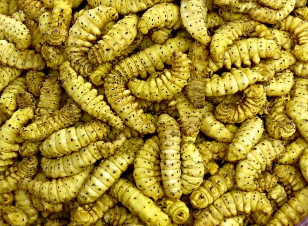 entomofagia di cosa si tratta entomofagia di cosa si tratta