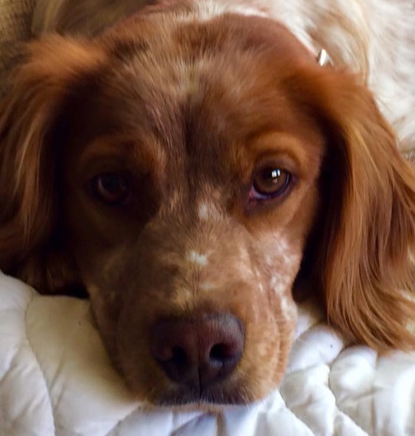 cani intelligenti epagneul