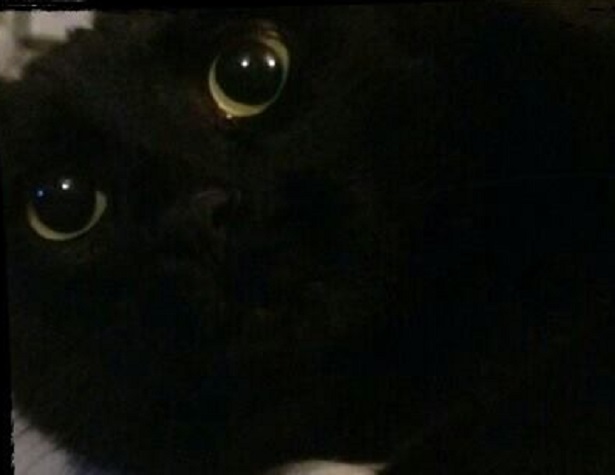 gatto nero pupille dilatate