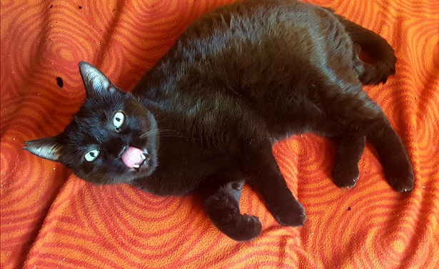 gatto nero che si lecca i baffi