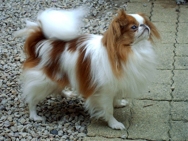 japanese chin