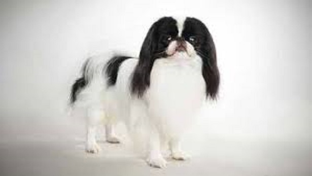 japanese chin