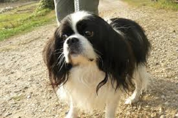 japanese chin