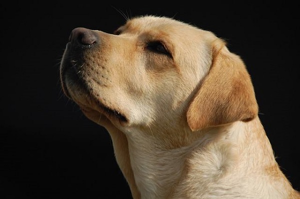 cani intelligenti labrador retriever
