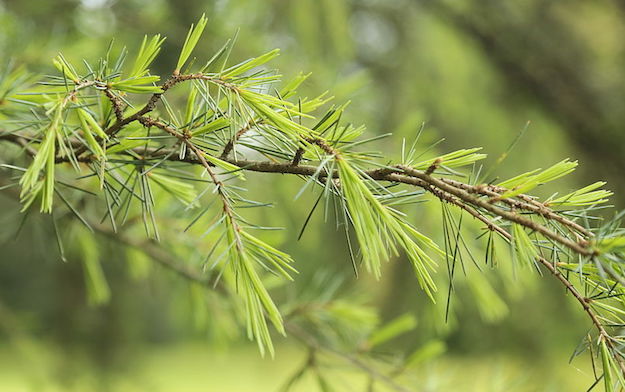 olio essenziale di cedro