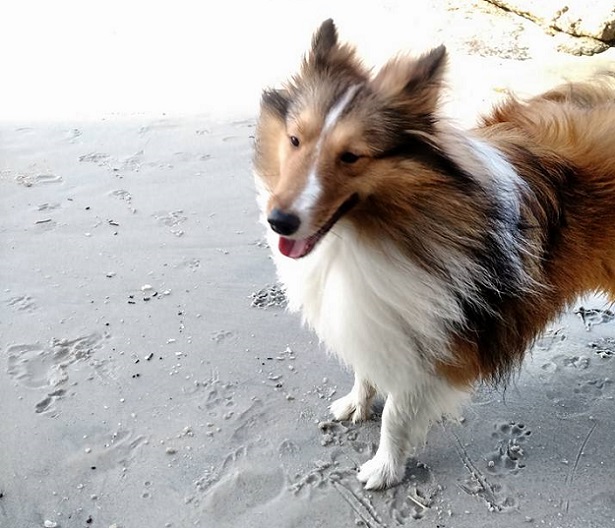 pastore shetland carattere