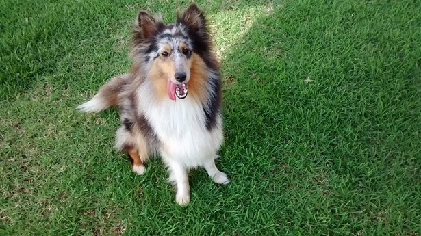 pastore shetland allevamento