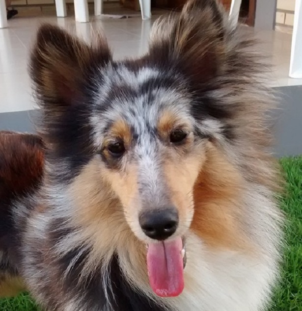 cani intelligenti pastore delle shetland