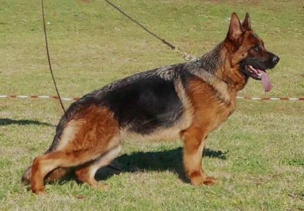 Pastore Tedesco al guinzaglio