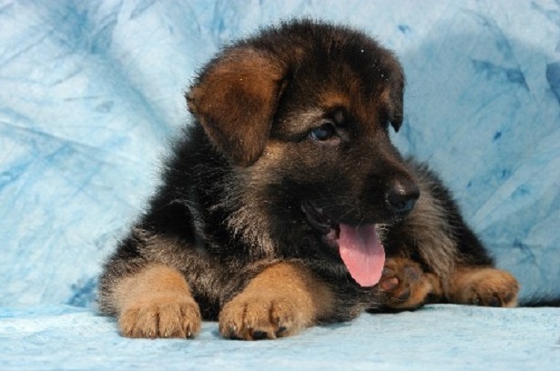 Cucciolo di Pastore Tedesco