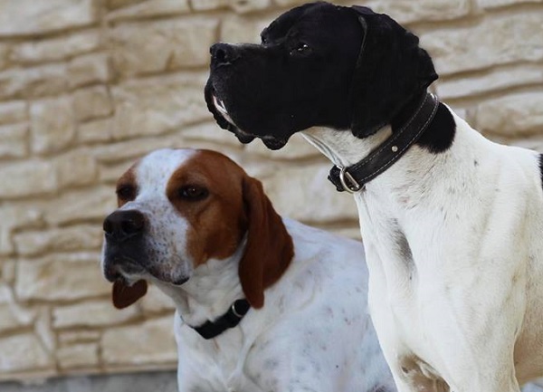 cane bracco pointer