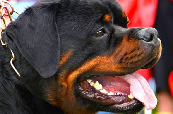 cani intelligenti rottweiler