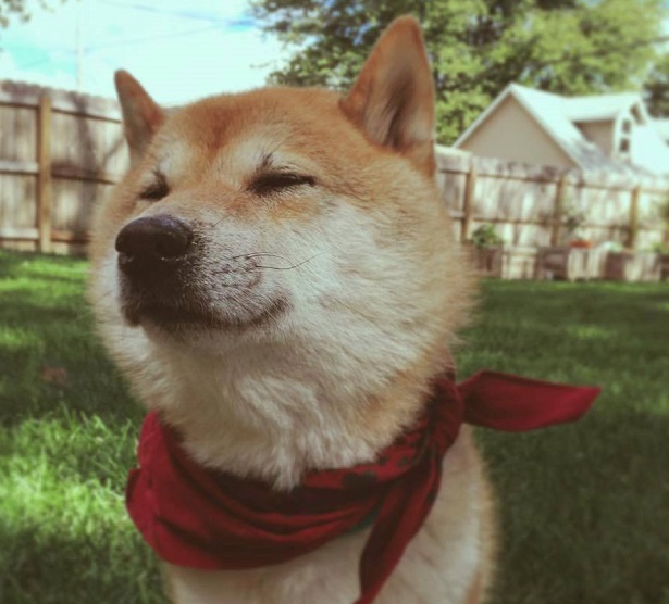 shiba inu prezzo