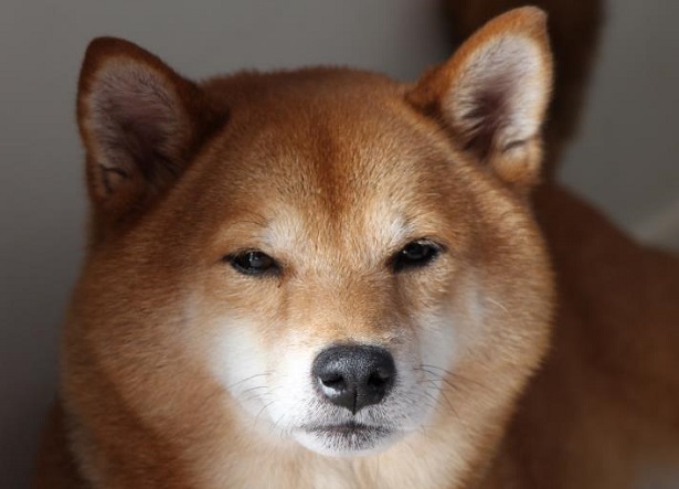 Shiba Inu: origini