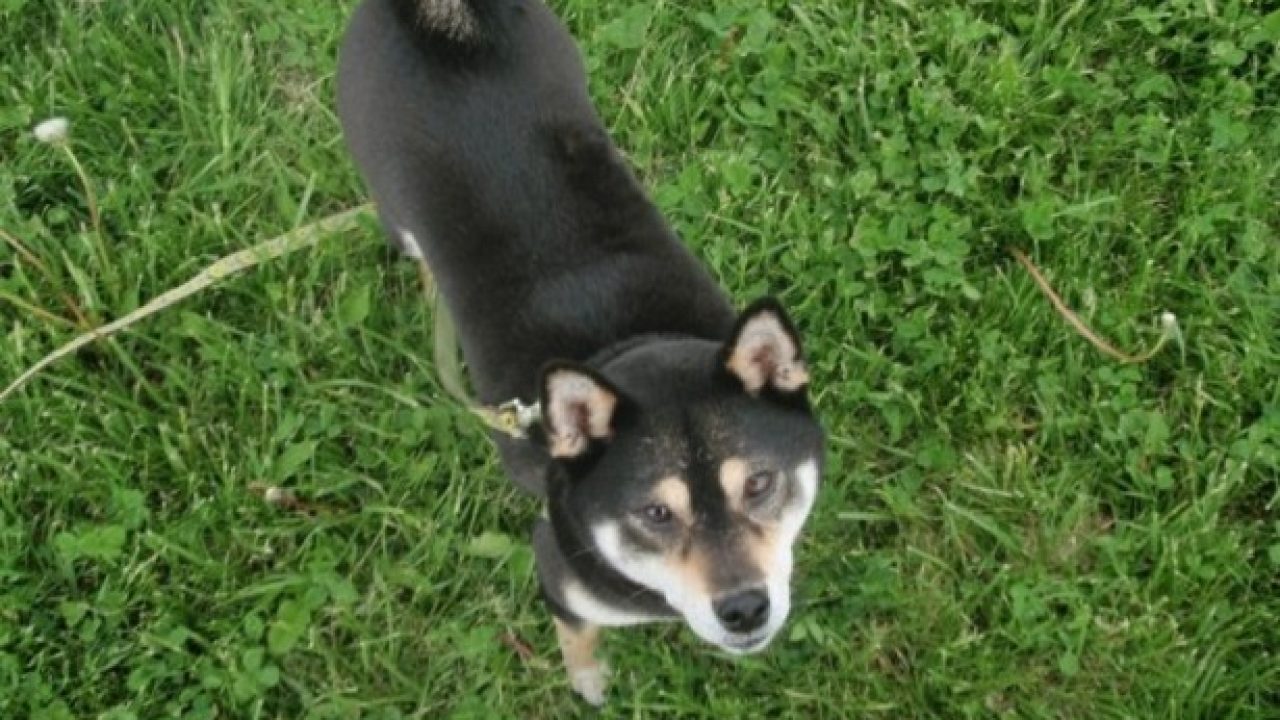 Shiba Inu Origini Carattere E Prezzo Idee Green