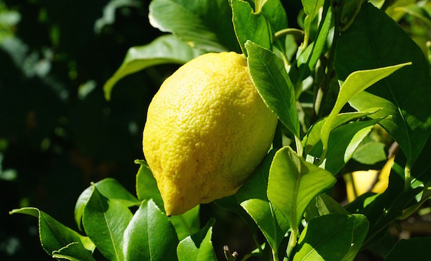 tristeza degli agrumi