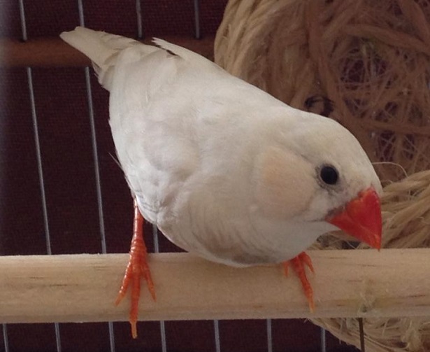 uccelli diamantini cova uccelli diamantini cova