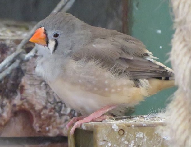 uccelli diamantini mandarini uccelli diamantini mandarini