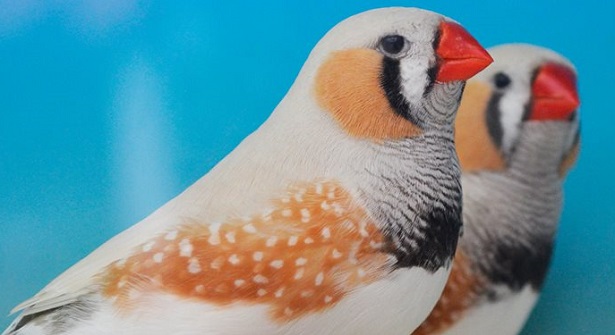 uccelli diamantini prezzo