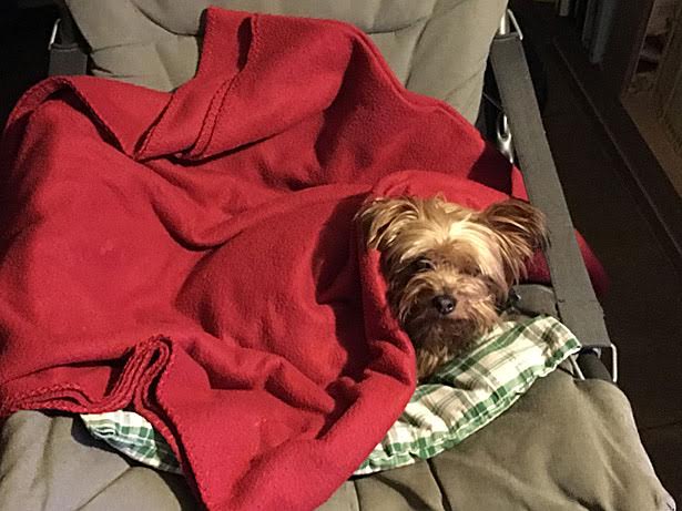 yorkshire terrier origini