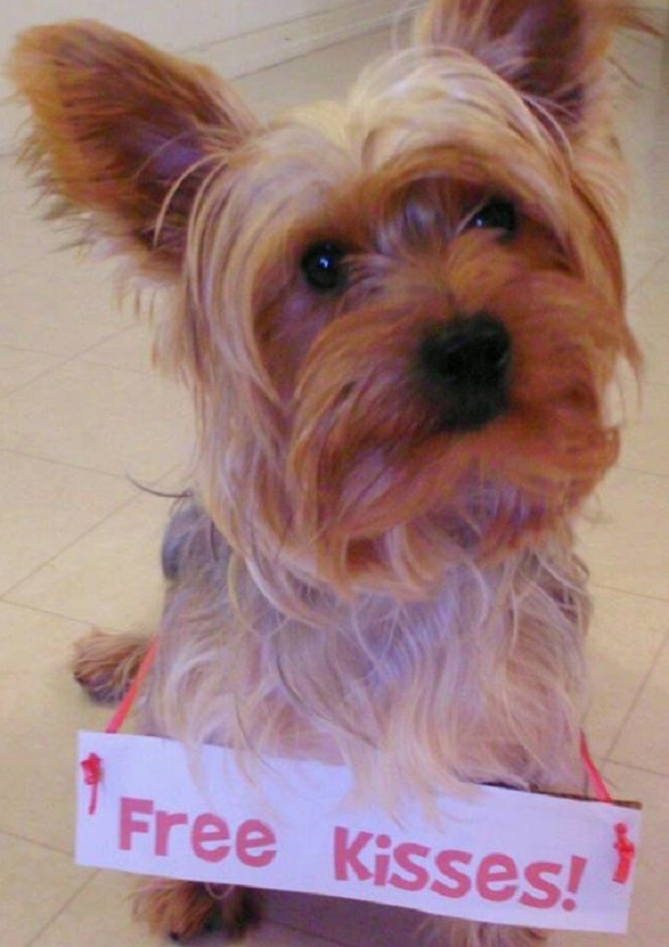 yorkshire terrier carattere
