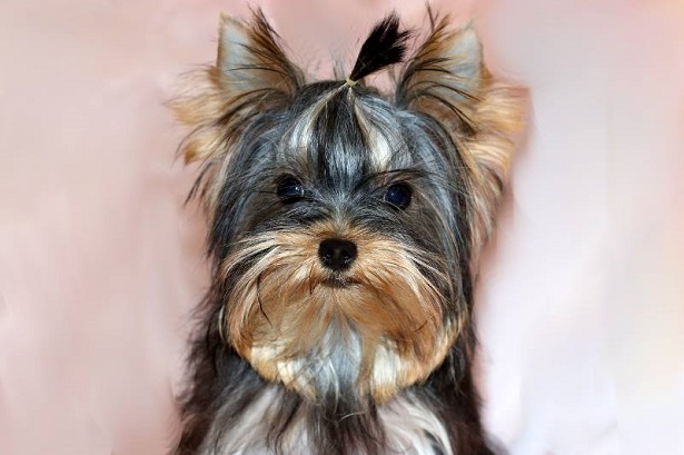 yorkshire terrier aspetto