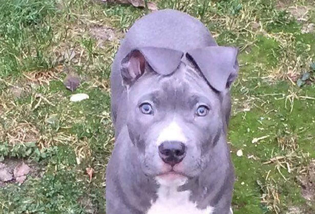 Amstaff - American Staffordshire Terrier