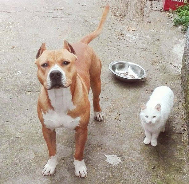 Amstaff con gatto