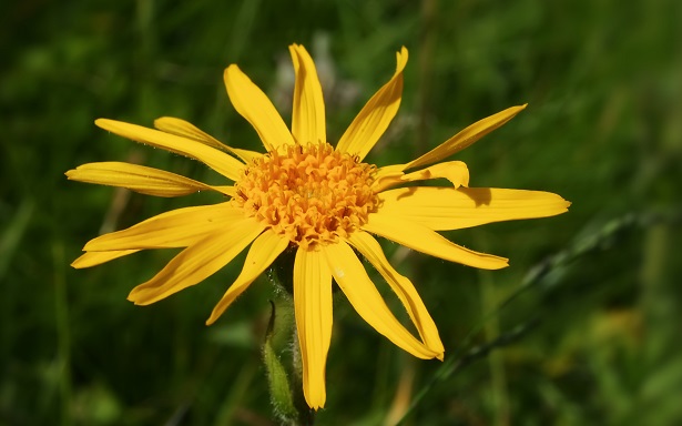 arnica montana