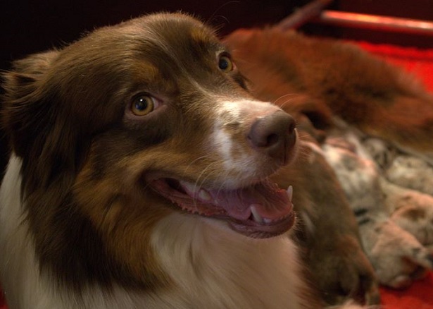 Australian Shepherd Australian Shepherd