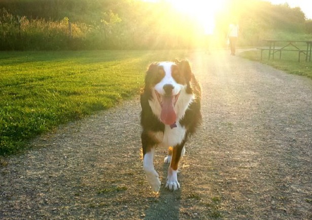 Australian Shepherd cuccioli Australian Shepherd cuccioli