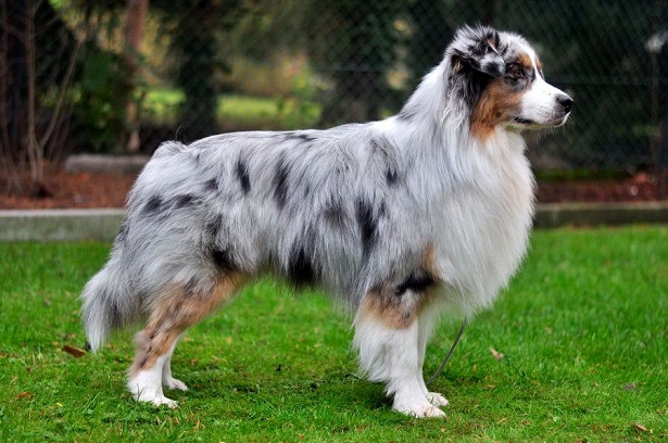 Australian-Shepherd5