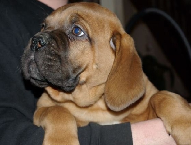 cucciolo di Dogue de Bordeaux