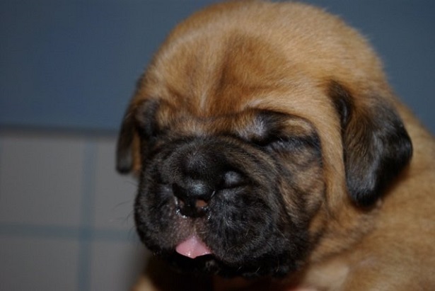 Cucciolo di mastino francese