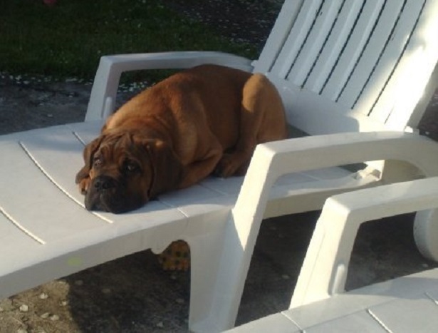 Dogue de Bordeaux rilassato