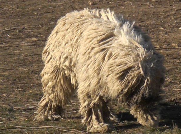 Komondor