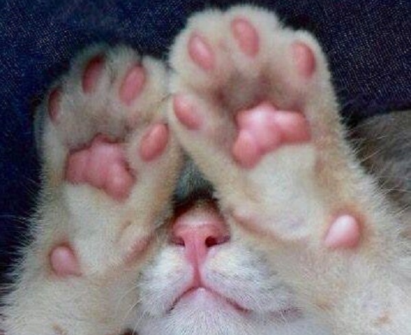 video gattini video gattini