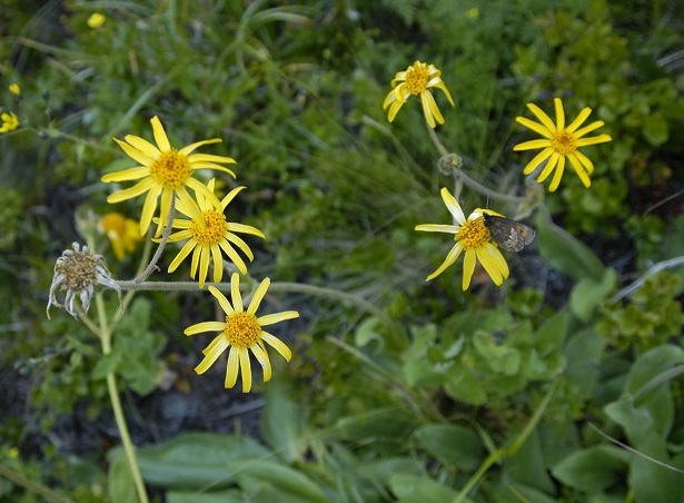 arnica montana pianta