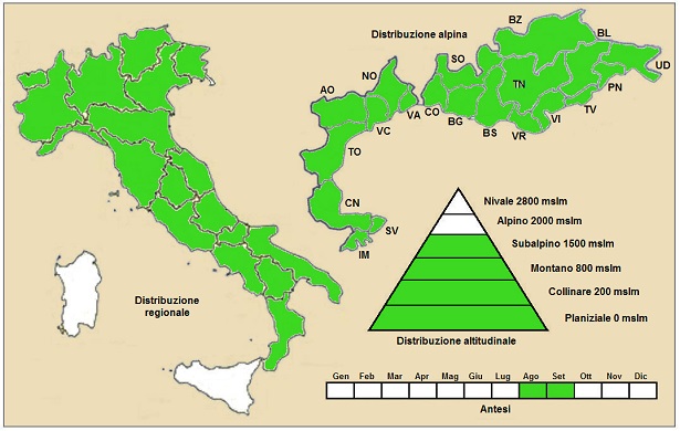 assenzio assenzio selvatico