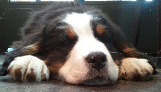 bovaro del bernese bovaro del bernese