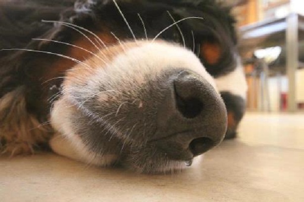 Naso del bovaro del bernese Naso del bovaro del bernese