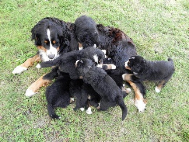 cuccioli di bovaro del bernese cuccioli di bovaro del bernese