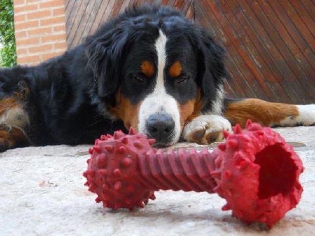 bovaro del bernese con gioco bovaro del bernese con gioco