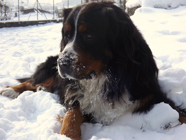 bovaro del bernese nella neve bovaro del bernese nella neve