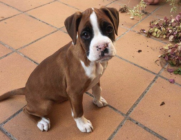 Boxer: carattere Boxer: carattere