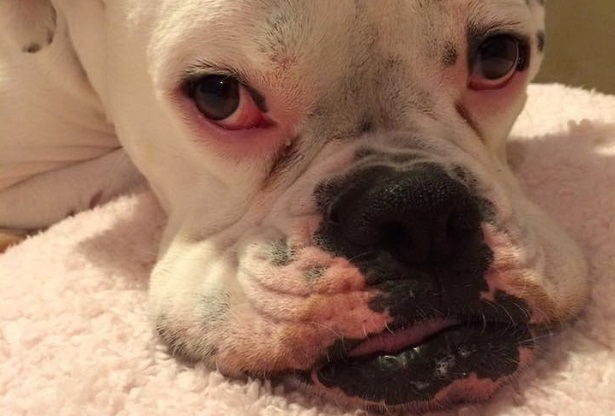 Boxer bianco Boxer bianco