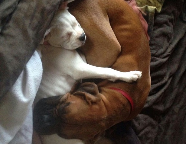 Boxer: origini Boxer: origini