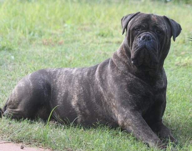 bullmastiff su prato bullmastiff su prato