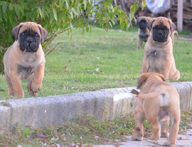 cuccioli di bullmastiff cuccioli di bullmastiff