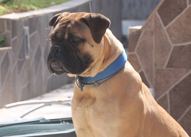 bullmastiff bullmastiff